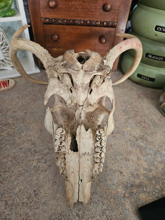 Real Whitetail Deer Skull with Full Antler Rack – Naturally Weathered
