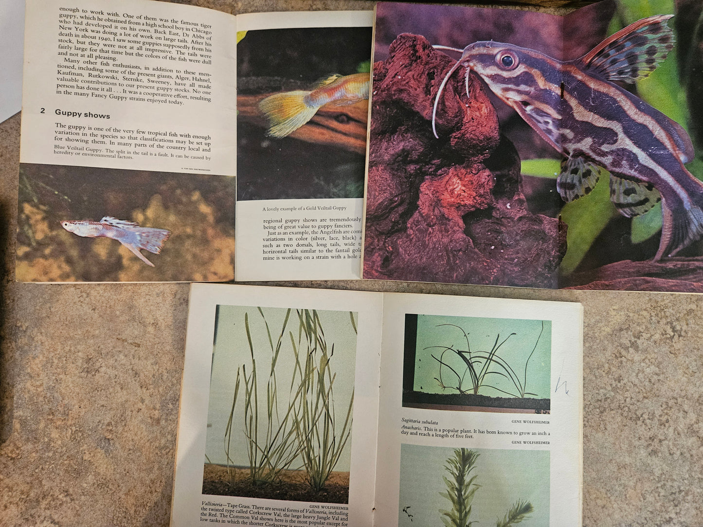 Pet Library “Enjoy Your” Series — Fancy Guppies, Catfish & Aquarium, Set of 3