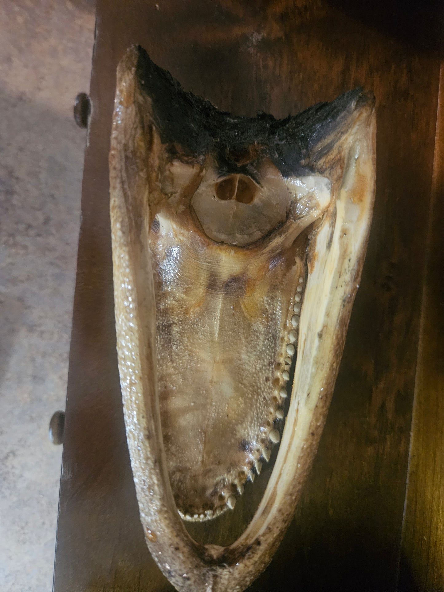 Real Taxidermied Alligator Head — 7" x 3" x 3.5", Open Jaw, Glass Eye, Southern Curiosity
