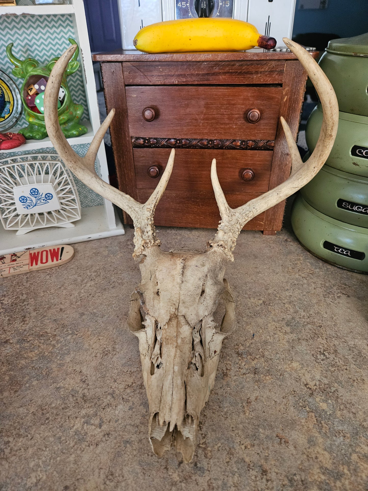 Real Whitetail Deer Skull with Full Antler Rack – Naturally Weathered