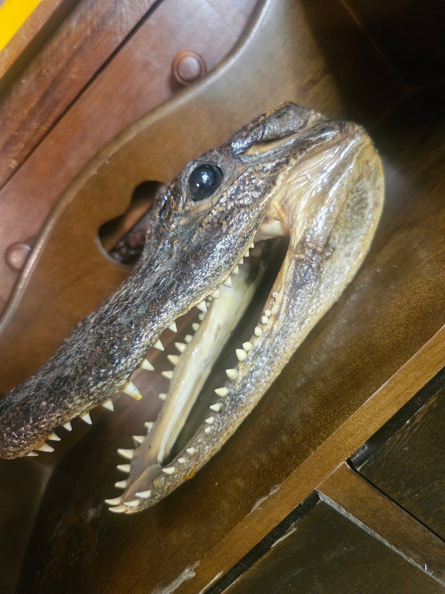 Real Taxidermied Alligator Head — 7" x 3" x 3.5", Open Jaw, Glass Eye, Southern Curiosity