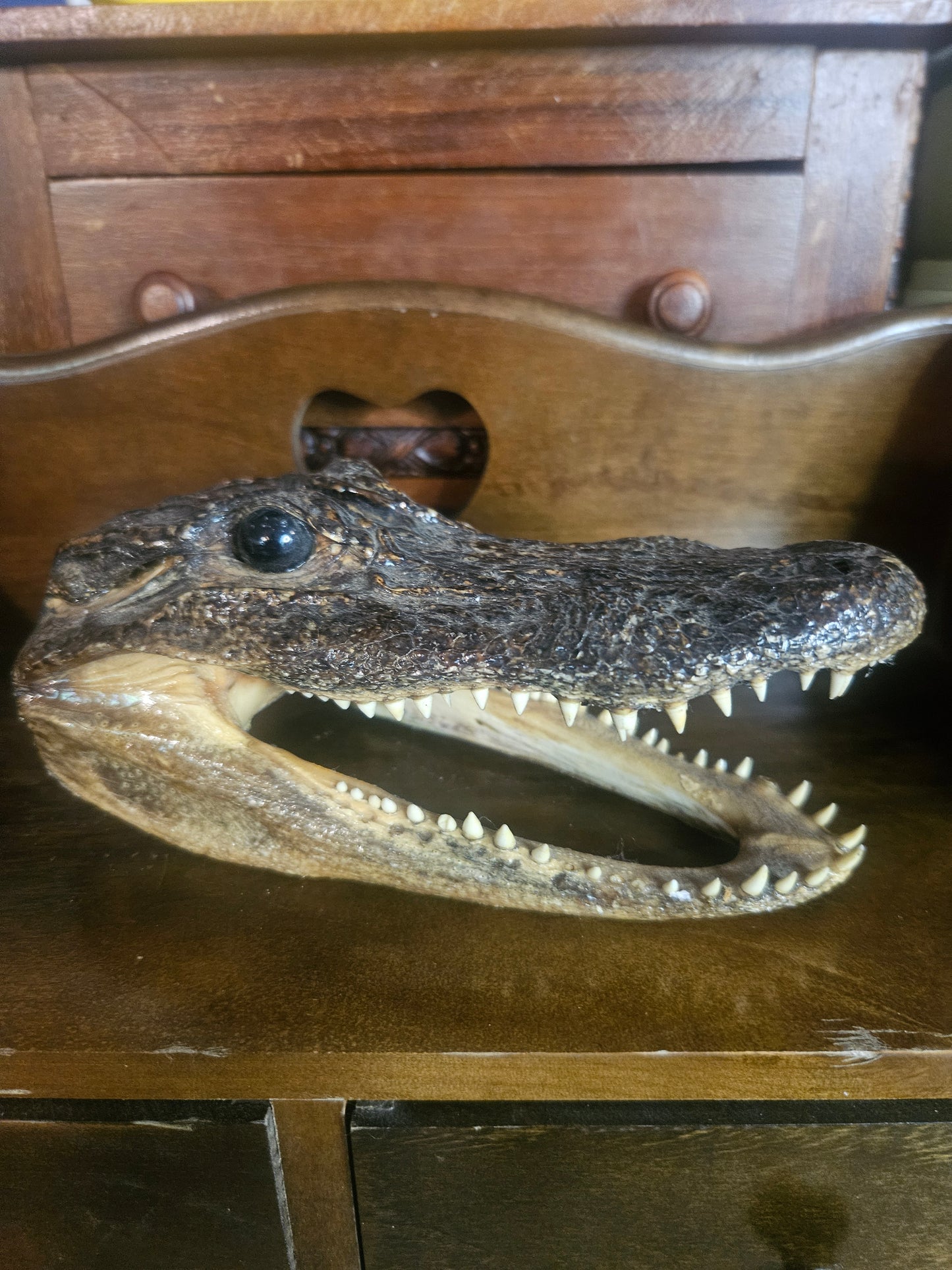 Real Taxidermied Alligator Head — 7" x 3" x 3.5", Open Jaw, Glass Eye, Southern Curiosity